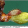 satyrium acaciae abdominalis shamkir larva2d